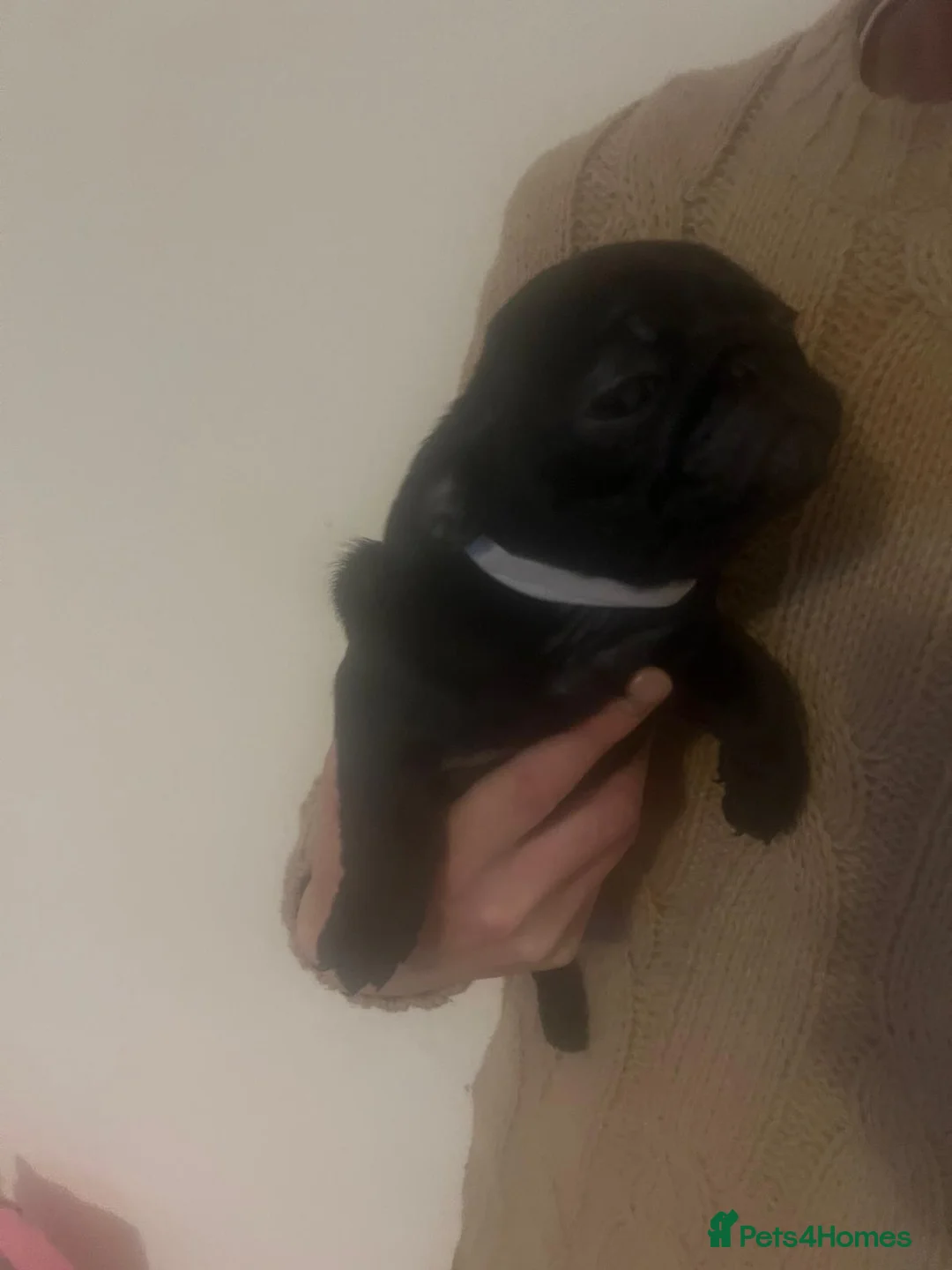 Pug dogs for sale:  Black boy pug puppies for sale - Advert 8