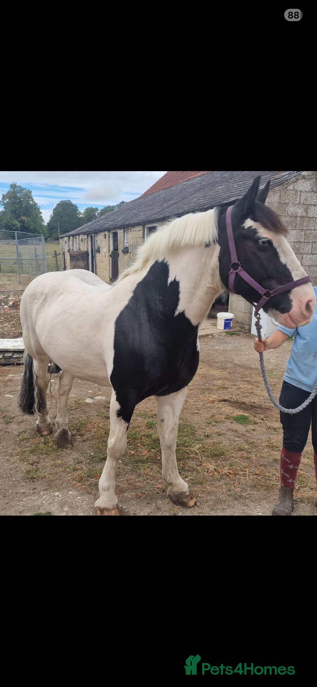 Irish Cob horses A.cob looking for a job - Advert 15