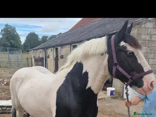 Irish Cob horses A.cob looking for a job - Advert 15