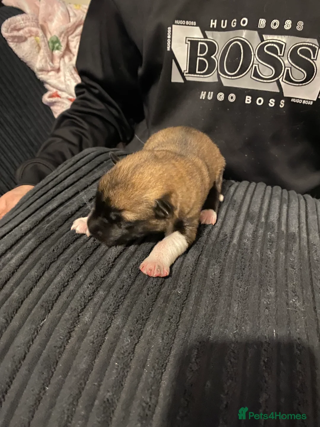 Shepsky dogs for sale: Husky cross German shepherd  - Advert 2