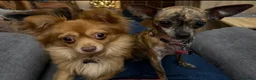 Chihuahua dogs for sale: Chihuahua puppies female BOTH NOW RESERVED  - Advert 8