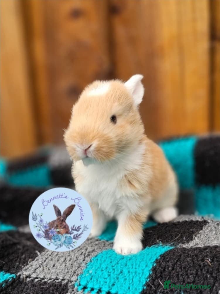 Continental Giant rabbits Continental Giant's - Advert 5