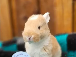 Continental Giant rabbits Continental Giant's - Advert 5