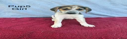 Beagle dogs for sale: Beautiful beagle puppies for sale  - Advert 5