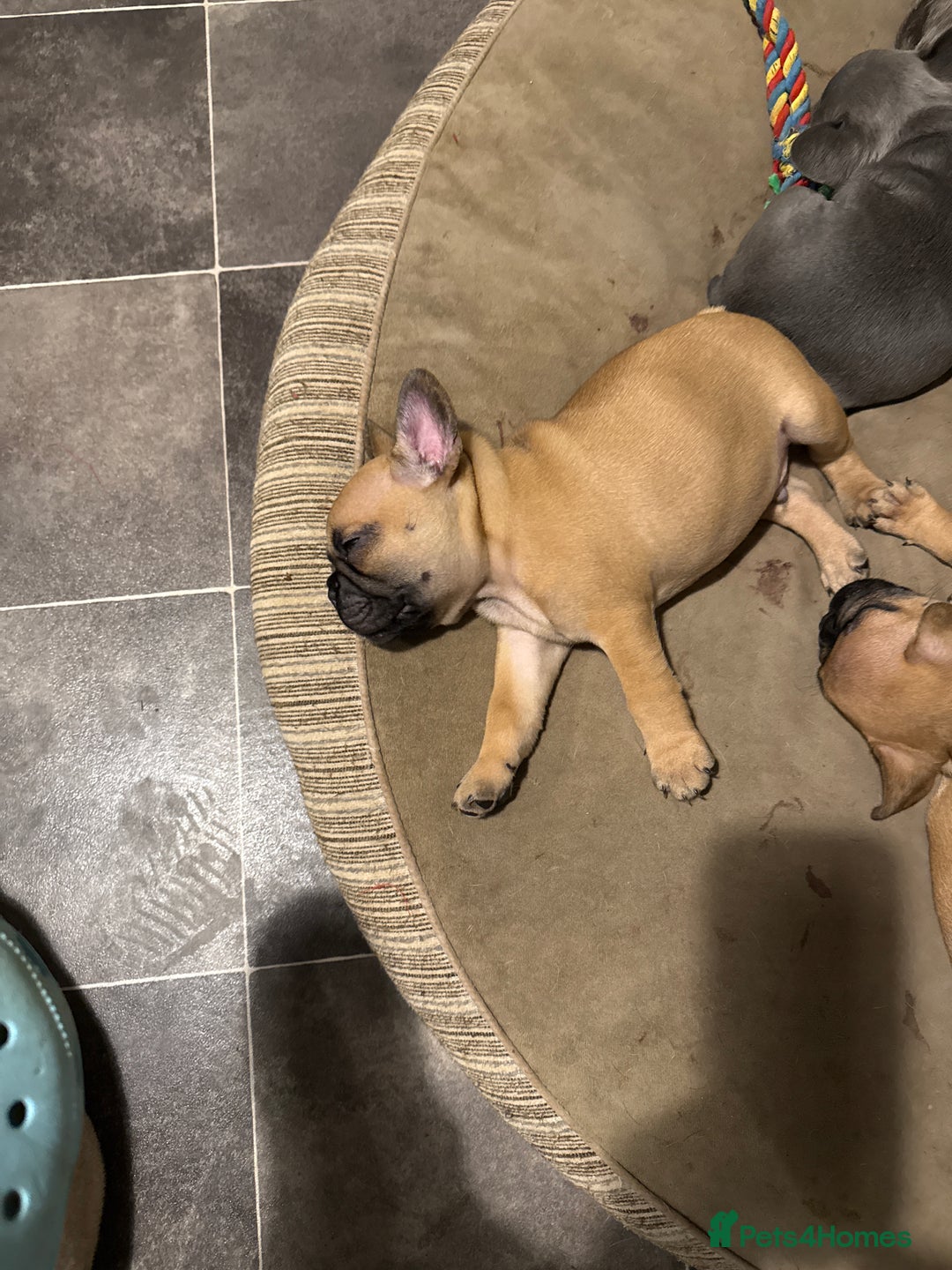French Bulldog dogs for sale: French bulldog  - Advert 4