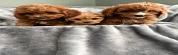 Cavapoo dogs for sale: EXCEPTIONAL EXTENSIVELY HEALTH TESTED CAVAPOO PUPS - Advert 8