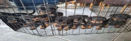 Rottweiler dogs for sale: 🌟Stunning KC Registered Rottweiler Puppies 🌟 - Advert 3