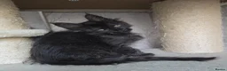Maine Coon cats for sale: READY NOW Black Smoke Maine Coon Kitten - Advert 15