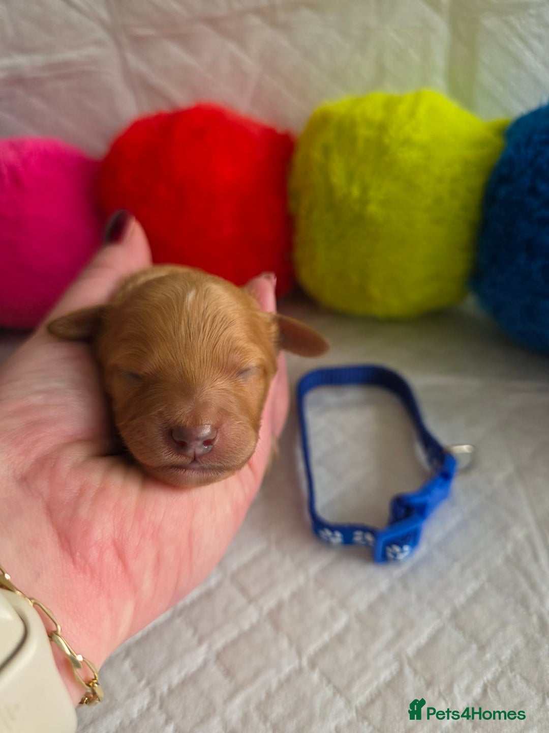 Cavapoo dogs for sale: 🥇 Finest Quality Beautiful F1b Cavapoos 🥇 - Advert 7