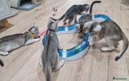 Abyssinian cats for sale: SILVER Abyssinian kittens - Image 13