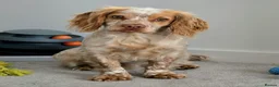 Cocker Spaniel dogs for stud: Proven amazing Stud dogs  - Advert 4