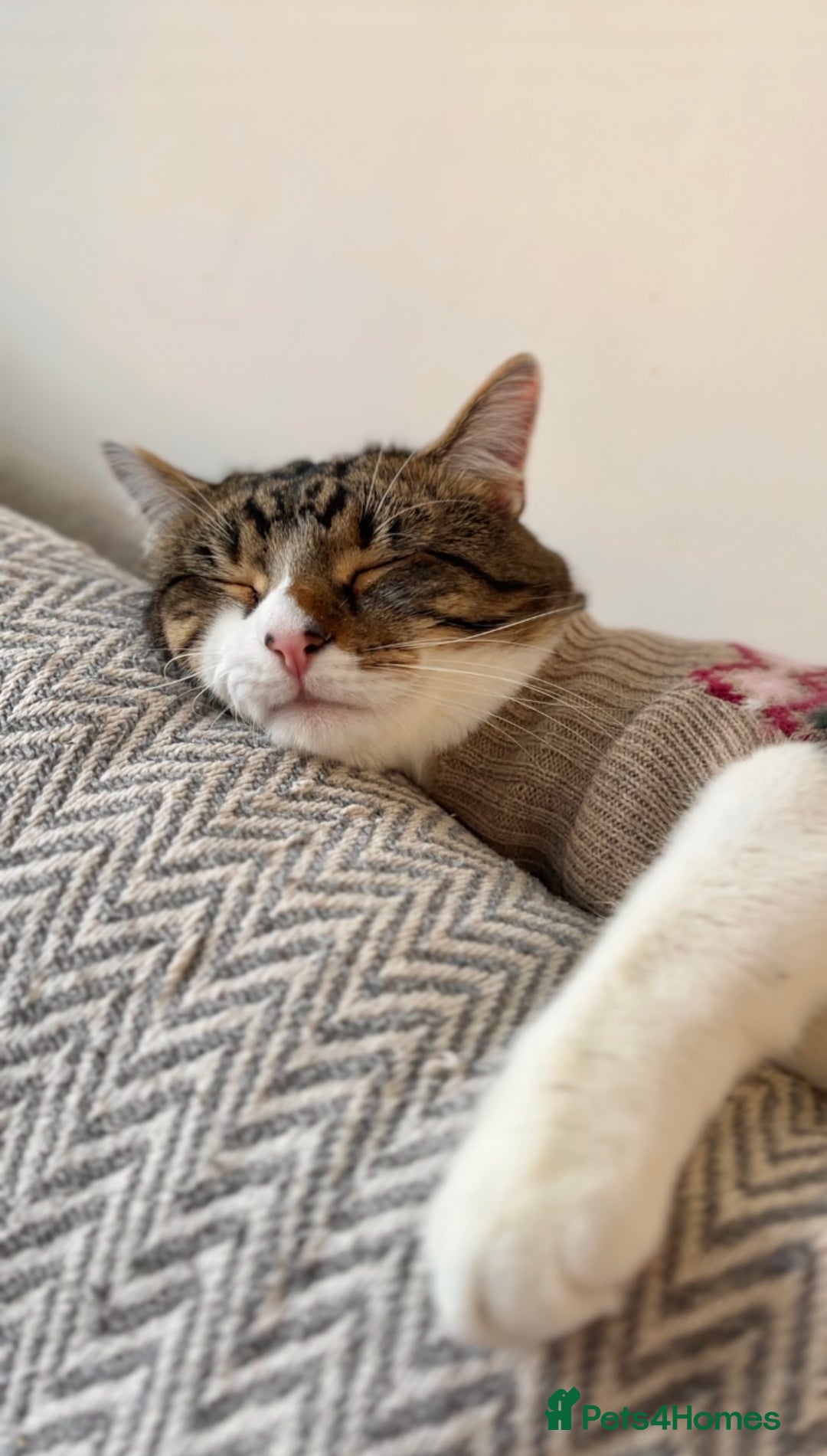 Domestic Shorthair cats for sale: Theo, domestic shorthair tabby - Advert 7