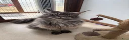 Maine Coon cats for sale: 2 MAINE COON BOYS - TO BE HOMED TOGETHER - Advert 1