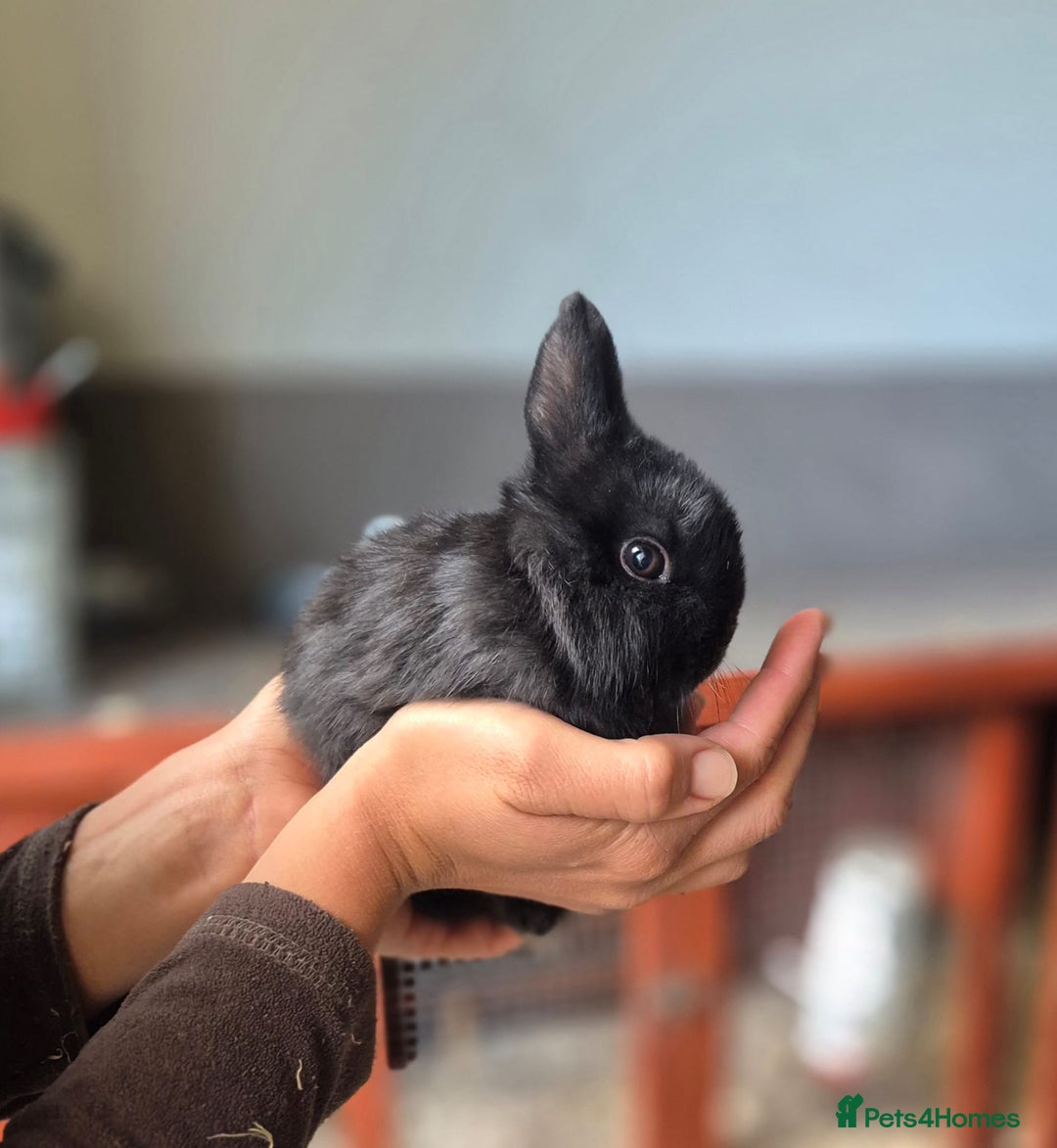 Netherland Dwarf rabbits for sale: Netherland dwalfs - Advert 8