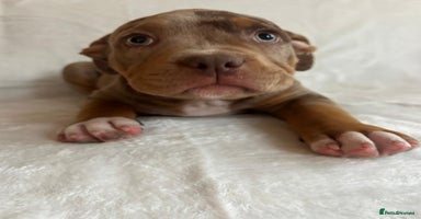 American Bully dogs - Advert 17