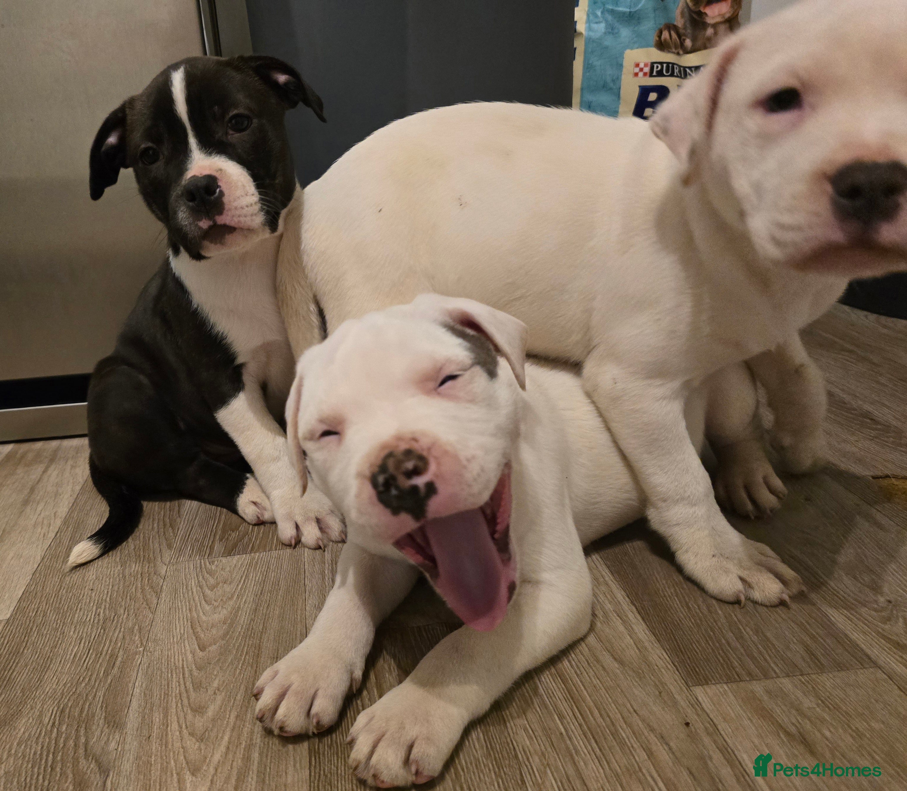 American Bull Staffy dogs Ready for collection! Staffordshire  - Advert 2