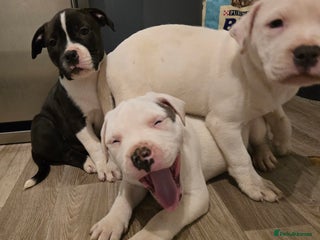 American Bull Staffy dogs Ready for collection! Staffordshire - Advert 2