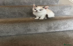 Mixed Breed cats for sale: Kittens for sale  - Image 3
