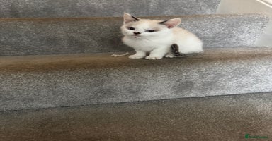 Mixed Breed cats - Advert 4