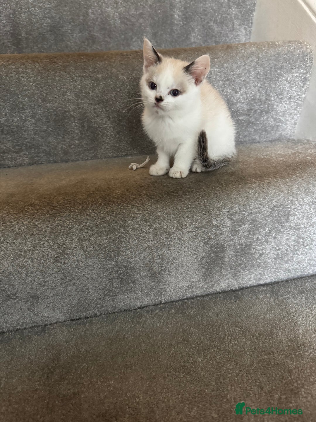 Mixed Breed cats for sale: Kittens for sale  - Image 3