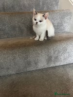 Mixed Breed cats - Advert 6
