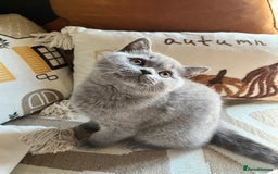 British Shorthair cats for sale: Kind Souls Fluffy Coats British Shorthair Kittens - Image 34