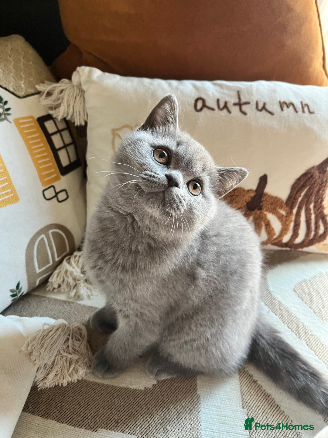 British Shorthair cats for sale: Kind Souls Fluffy Coats British Shorthair Kittens - Image 34