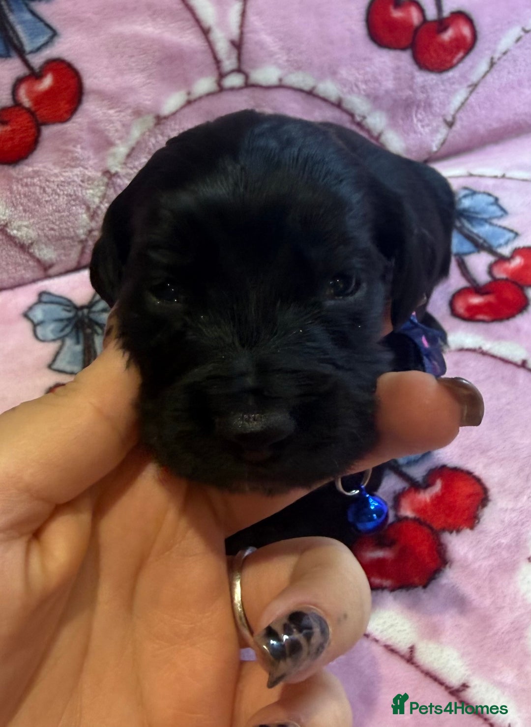 Cocker Spaniel dogs for sale: Gorgeous cocker spaniel READY TO LEAVE TODAY - Advert 4