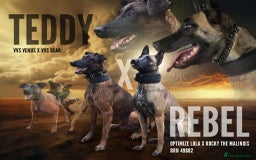 Mixed Breed dogs for sale: Belgian malinois  - Advert 11