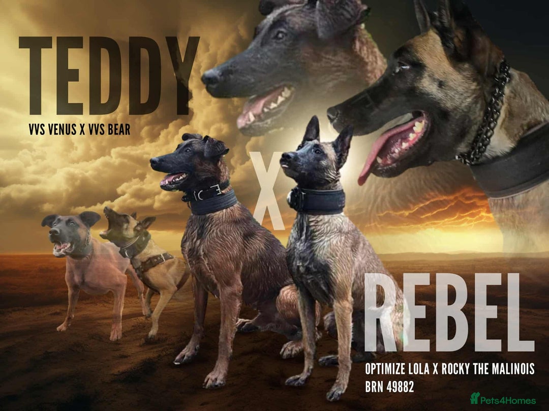 Mixed Breed dogs for sale: Belgian malinois  - Advert 11