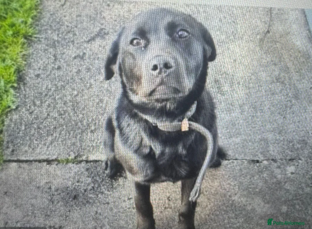 Labrador Retriever dogs for sale: two amazing labrador puppies  in Kilmarnock - Advert 2