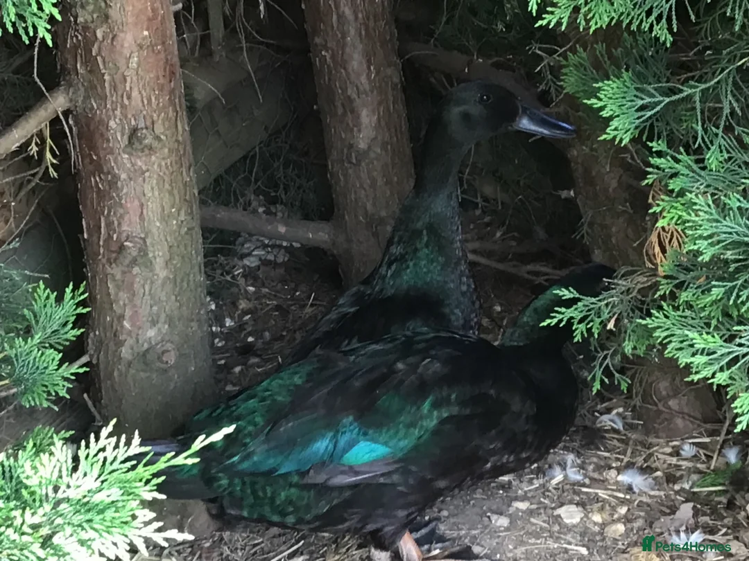 Ducks poultry for sale:  BEAUTIFUL BONDED PAIR CAYUGA DUCKS in Sturminster Newton - Advert 3