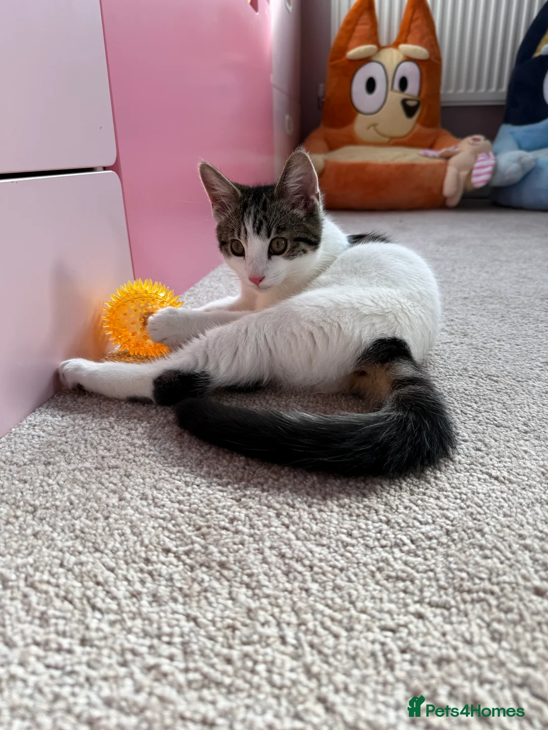 Mixed Breed cats for sale: Kitten for sale  in Wolverhampton - Advert 2