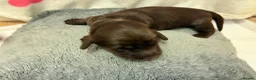 Miniature Dachshund dogs for sale: Longhaired Minature Dachshund - Advert 17