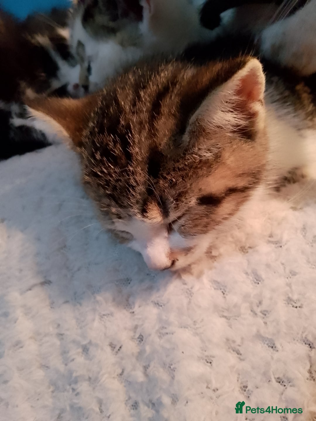Mixed Breed cats for sale: Beautiful kittens  - Advert 20