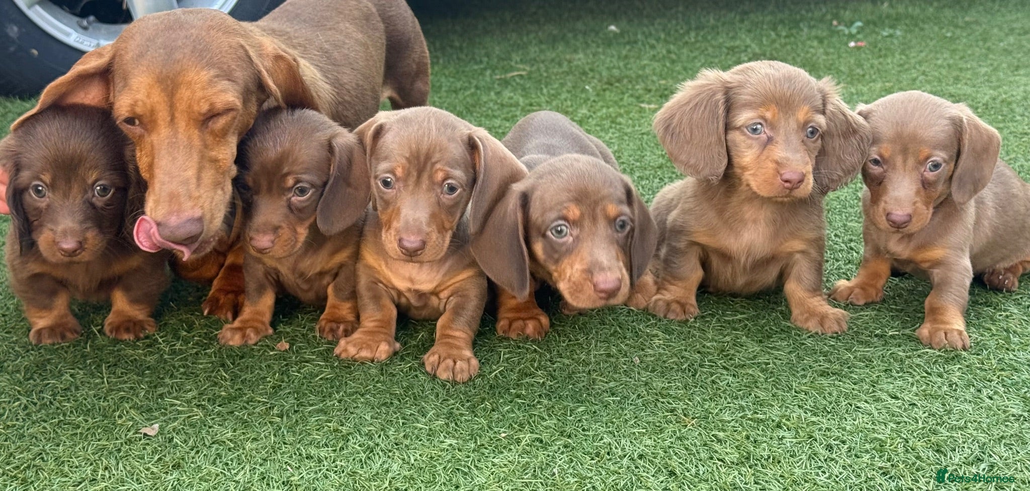 Dachshund dogs Dachshund Puppy’s  - Advert 1