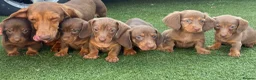 Dachshund dogs for sale: Dachshund Puppy’s  - Advert 1
