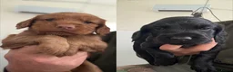 Cocker Spaniel dogs for sale: Working Cocker spaniel x2 males - Advert 1