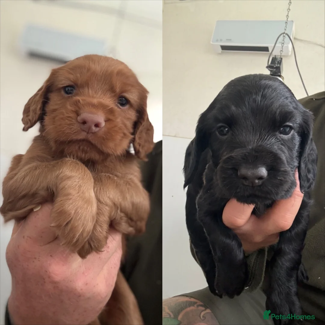 Cocker Spaniel dogs for sale: Working Cocker spaniel x2 males - Advert 1