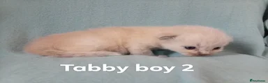 Ragdoll 2