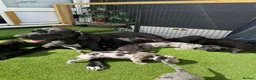 Great Dane dogs for sale: Chunky Great Dane puppies  - Advert 8