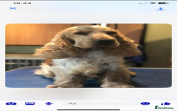 Cocker Spaniel dogs for sale: KC Registered Show Type Cocker Spaniels - Image 10