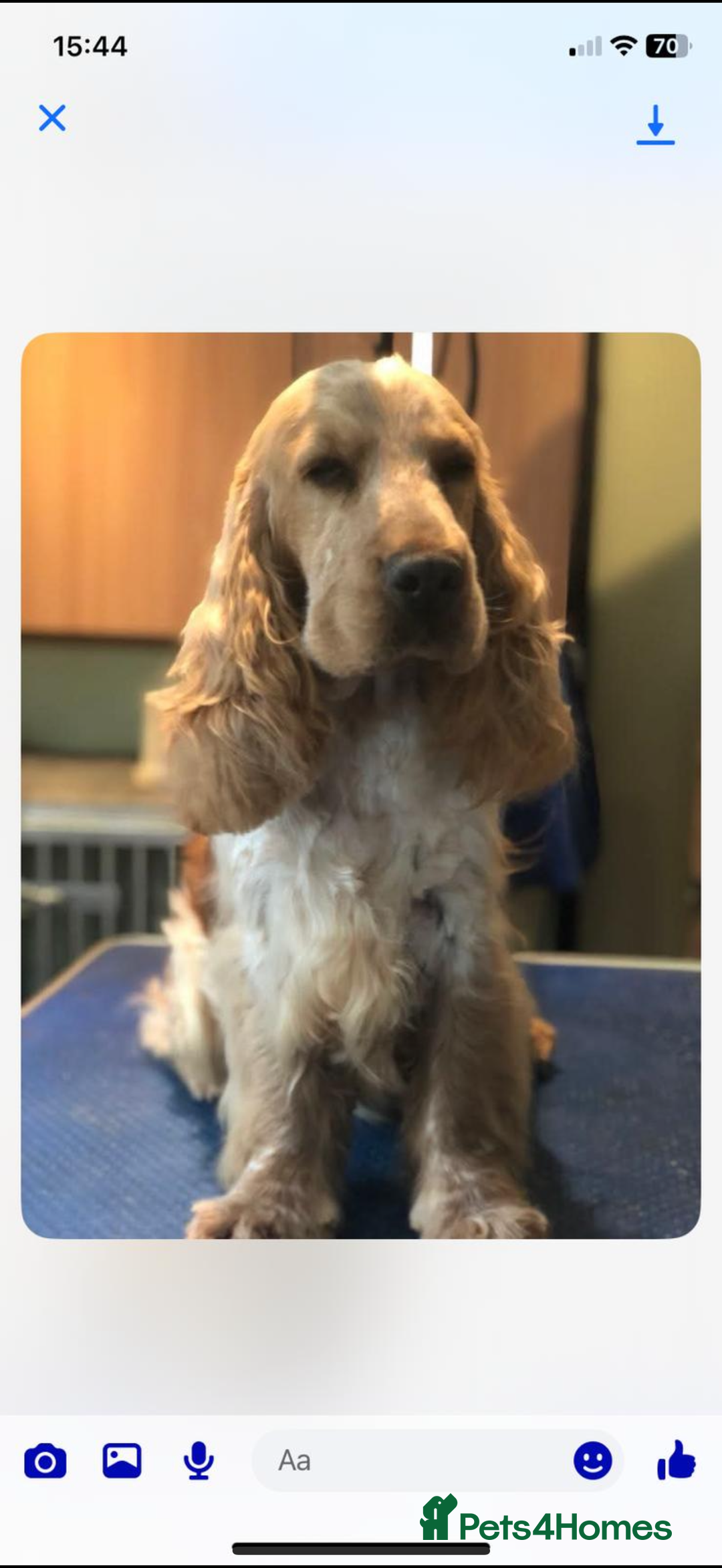 Cocker Spaniel dogs for sale: KC Registered Show Type Cocker Spaniels - Image 10
