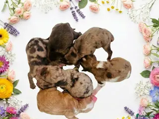 Cockapoo dogs DNA TESTED, Outstanding Cockapoos Ready 5th JULY - Advert 1