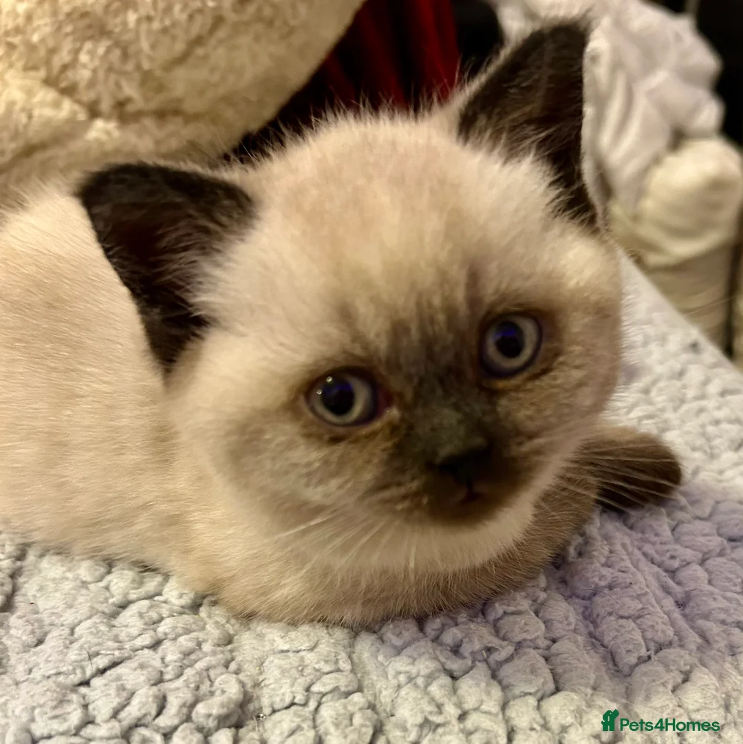 British Shorthair cats for sale: Blue Colorpoint British Shorthair  - Advert 1