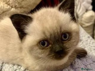 British Shorthair cats Blue Colorpoint British Shorthair - Advert 3