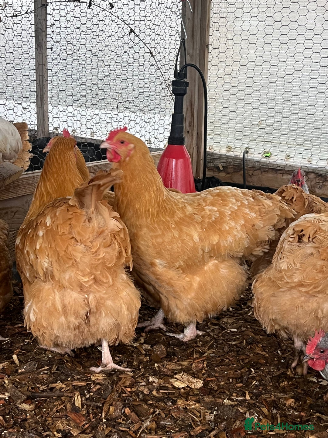 Chickens poultry for sale: Buff Orpington’s hens and cockerel  - Image 1
