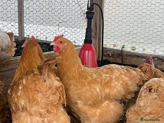 Chickens poultry for sale - Advert 2