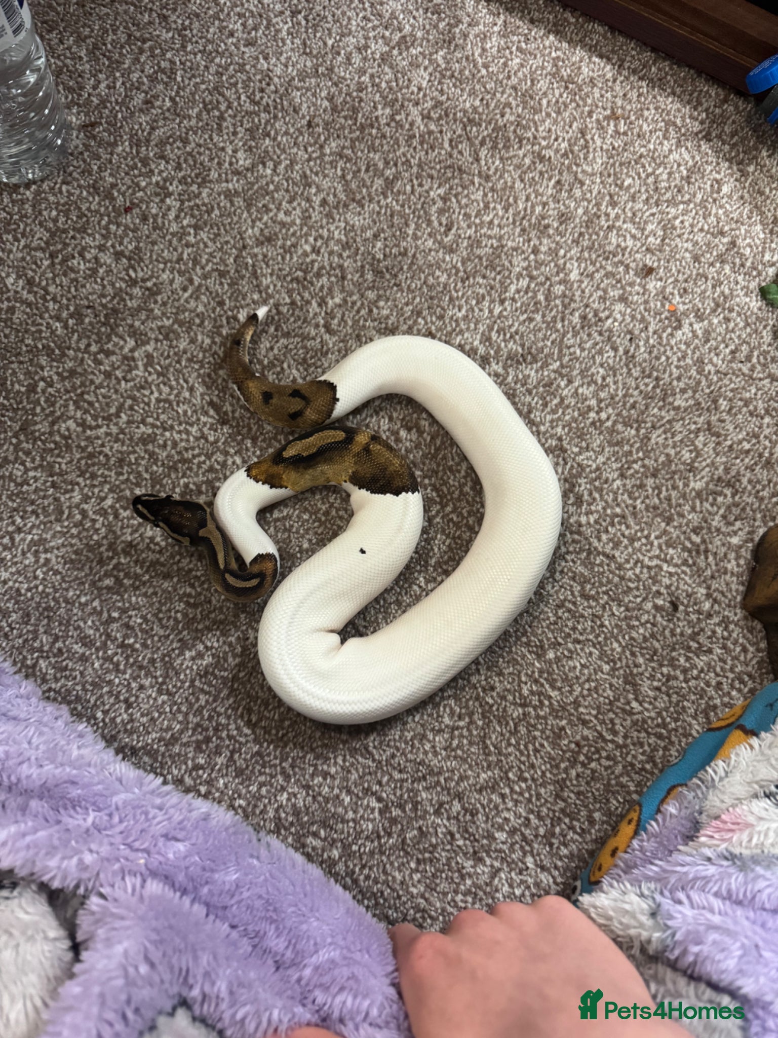 Python Snake reptiles Snakes and full setup  - Advert 1