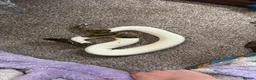 Python Snake reptiles for sale: Snakes and full setup  in Shrewsbury - Advert 1